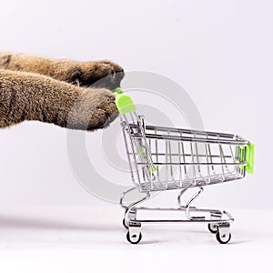 Cat paws pushing empty shopping cart on white background, shopping concept, products for cats, empty space in cart, side view,