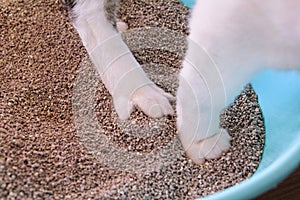 Cat paws in the sand, closeup. Cat using toilet, cat in litter box, for pooping or urinate, pooping in clean sand toilet. photo