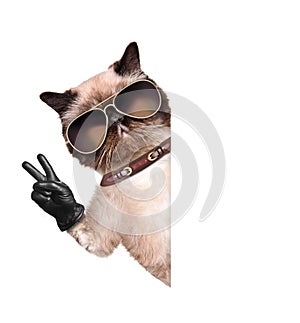 Cat with peace fingers in black leather gloves