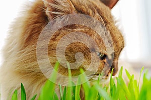 Cat is peacefully nibbling on a patch of vibrant green grass, possibly as a way to aid its digestion.