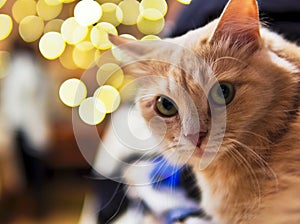 Cat peach-colored on background merry christmas circles bokeh