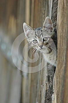 Gatto sbirciando fienile porta 