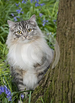 Cat peeking behind tree