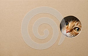 Cat peeking through a hole in cardboard box