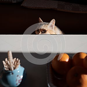 A cat peeking over a kotatsu table with toothpicks and oranges in the foreground and dramatic light in a traditional Japanese home