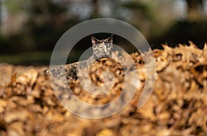 Cat peeking over pile of leaves