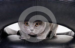 Cat peeping through the hole photo