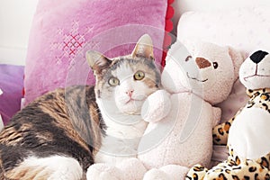 Cat and the peluche