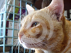 A cat is thinking about something