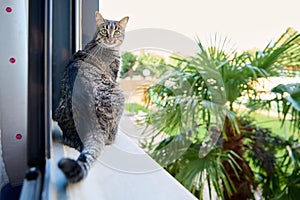 cat perched on the edge of an open window, looking out into the camera