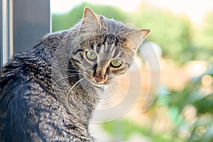 cat perched on the edge of an open window, looking out into the camera