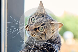 cat perched on the edge of an open window, looking out into the camera