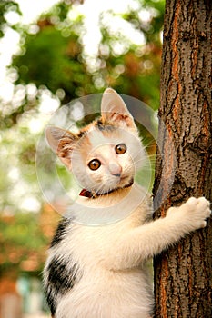 A cat perching in a tree