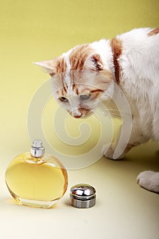 Cat and perfume