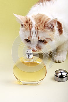Cat and perfume