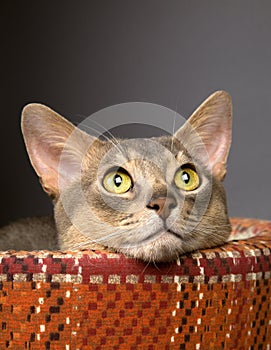 Cat in a pet bed