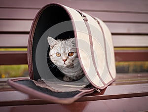 Cat in pet carrier