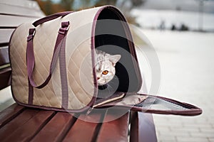Cat in pet carrier