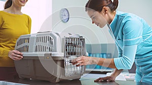 Cat in a pet carrier at the veterinary clinic