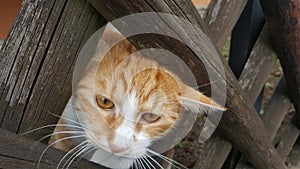 Cat pet close-up nopeople cute