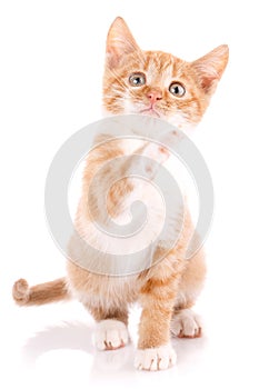 Cat, pet, and cute concept - red kitten on a white background.