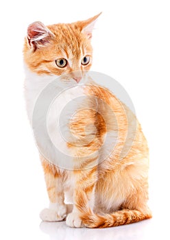 Cat, pet, and cute concept - red kitten on a white background.