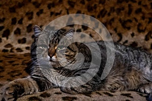 cat, pet, mustache, striped fur, green eyes, fluffy, relaxed cat, domestic cat, lying, animal, leopard print background