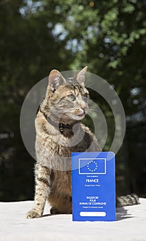 Cat with Pet Passport