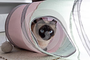cat in a pet tunnel