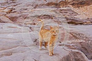 Cat at Petra , welcoming the tourists