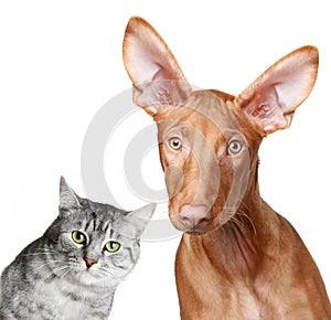 Cat and Pharaoh hound