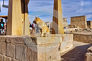 Cat in Philae temple in Aswan Egypt