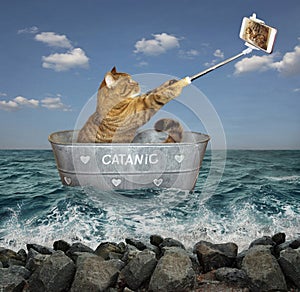 Cat with phone on boat 2