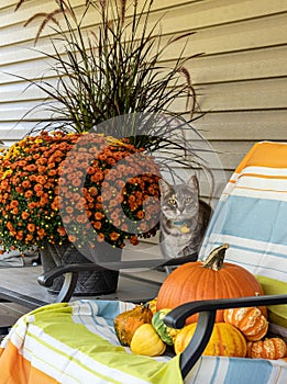 Cat photo bombs back porch fall photograph