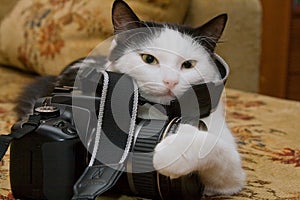 Cat photographer