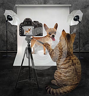 Cat photographer in studio 3