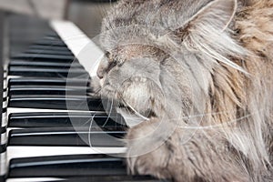 Cat pianist