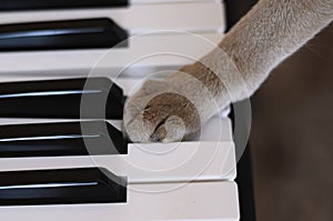 Cat and piano