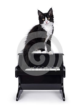 Cat with piano on white background
