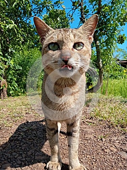 Cat pic Ã°Å¸â¢â