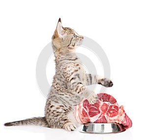 Cat with a piece of raw meat. isolated on white background