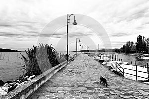 A cat on a pier on Trasimeno lake Umbria, with some docked boats and beneath an overcast sky