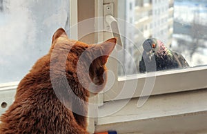 Cat and Pigeon