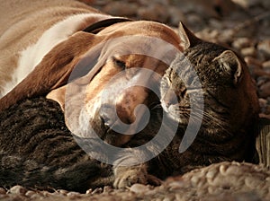 Cat pillow, dog blanket