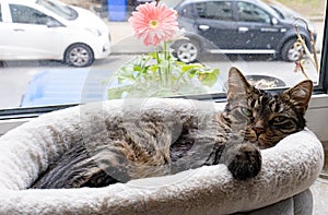 Cat with a pink daisy in the background on the window sill