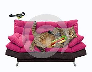 Cat on pink divan eats hot dog