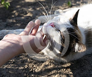 A cat with a pink nose lies on the ground and exposes its face for a hand stroking it