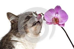 Gatto un rosa orchidea 