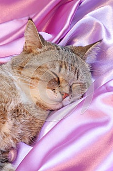 Cat on pink : Valentines Day Card - Stock Photos