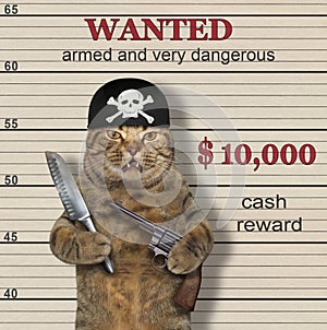 Cat pirate is wanted